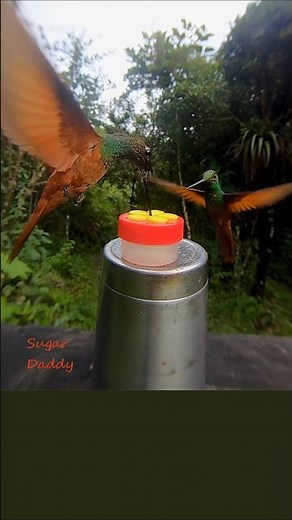 HUMMINGBIRD SOUNDS (HQ) Wings/fighting. HS3 RSF