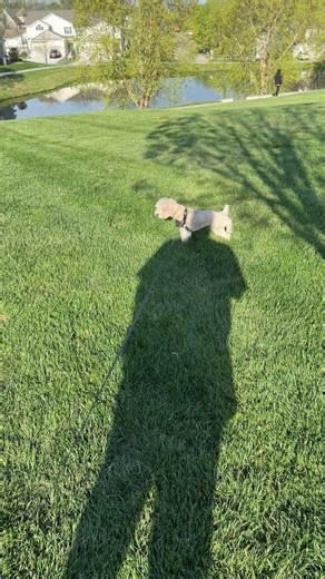 Mornings With My Toy Poodle! #lifestyle #dogshorts #puppy #toypoodle #poodlelover #fyp