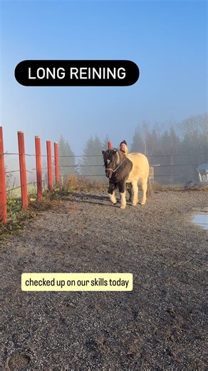 Checked up on our long reining aids today with both Frodi and Tiny. Frodi felt so 👌 both stable and movable. Tiny is very movable but lacks stability when doing many steps in a row yet. But that’s just more work needed. Really hope stays away a while yet because riding arena is perfect now. This month I’m gonna talk a bit of long reining in the study group so we’re gonna have that as a focus in November. There’s some things with the rein aids thstbi would love to dive deeper into so really look