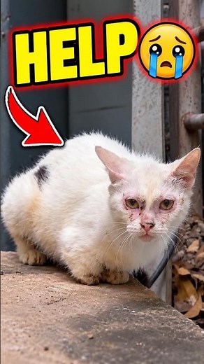 Rescuing a Stray Cat Who Could Barely Walk #catrescue #animalrescue #straycat