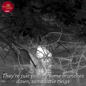 35K views · 648 reactions | 珞 Here's some Friday night beaver fever for you all! Throw back to Autumnwatch when Gillian got to meet some rather lovely Cornish beavers!  | BBC Springwatch | Facebook