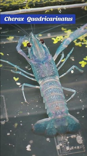 Cherax Quadricarinatus Azul