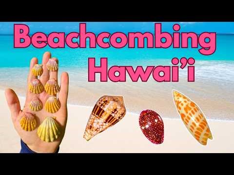Searching Hawaii for Sea Gems | Rare Shells & Underwater Finds