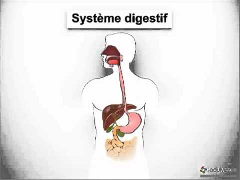 digestion collège niveau 1