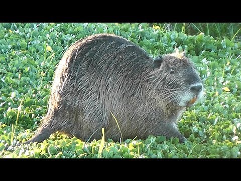 Coypu (Myocastor coypus)