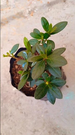 Best Potting Soil Mix For Winter Flowering Plants /Azalea plant repotting/Easiest way to grow Azalea