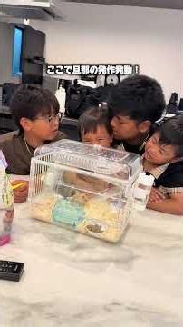 更に賑やかになるね🐹✨子供のいる暮らしハムスター赤ちゃんのいる暮らし日常Vlg