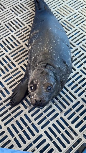 Meet Kraft Dinner! Our 74th harbour seal patient of 2026, rescued right here in Vancouver. KD is learning how to eat fish and always has a lot of opinions! 🎤 #KraftDinner #MarineMammalRescue #RescueRehabRelease #sealpup #kd