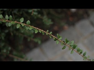 Nikon D4: Depth of Field - Video