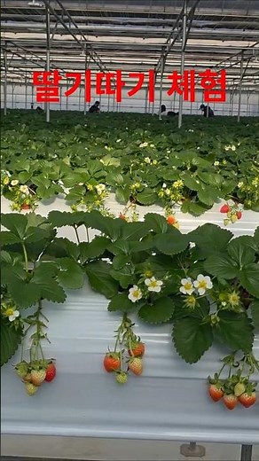 딸기따기체험 입장료없고 실속! 딸기 아이스크림 만드는 재미 #딸기