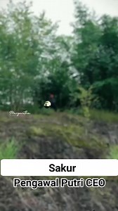 220K views · 7.4K reactions | Review Drakor terbaik 2025⭐ "Pengawal Putri CEO" #Drama_china #Sub_Indo #Drama_Korea #film #Review_Film #Drakor #drama #Fyp #Reelvideo #fbprofesional #fbprofesionaljangkauanluas Bagian 11 | Sakur | Facebook