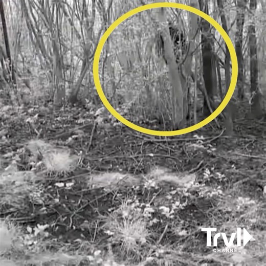 A man is awakened by chilling noises echoing through the forest. When reviewing his footage, he discovers something horrifying lurking in the woods... 🫣😨 #ParanormalCaughtOnCamera TONIGHT at 9p on Trvl | Travel Channel