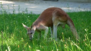The red kangaroo, Macropus rufus is the largest of all kangaroos, the largest terrestrial mammal native to Australia, and the largest extant marsupial.