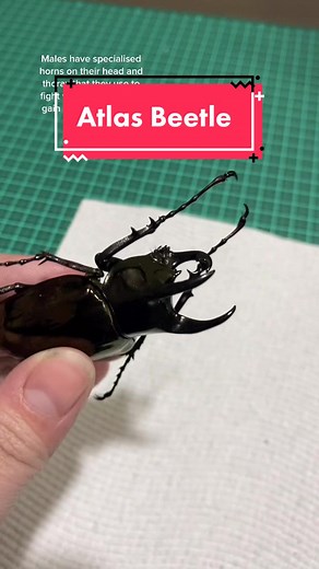 Meet the Atlas Beetle: A Fascinating Insect with Mighty Horns