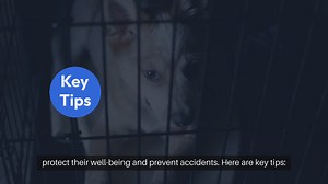 Pet Safety In The Home