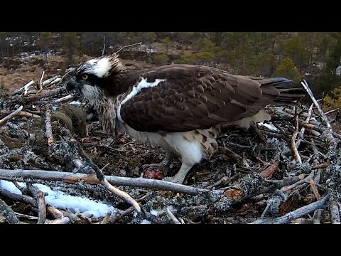 #4 Sääksilive (Osprey Cam in Finland) | First egg of this season | April 23, 2024