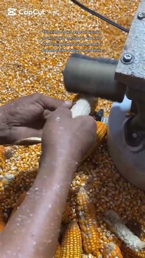 faster 💪 shelling or threshing corn 🌽🌽🌽