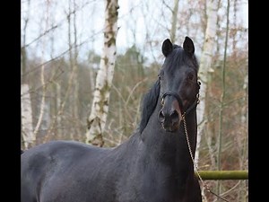 -sold- Quadriga : Breeding stallion by Jazz