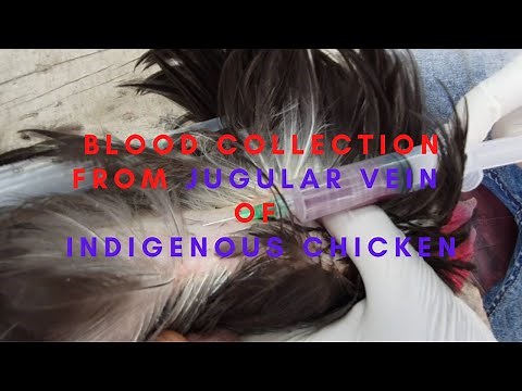 Blood Collection From Jugular Vein of Indigenous Chicken.