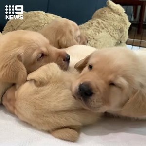 Say hello to Guide Dogs Australia's first litter of the year! The lovable Labradors are now in need of volunteer 'puppy raisers' to look after them over the next 12 months before they can go into formal training. #9News | 9 News