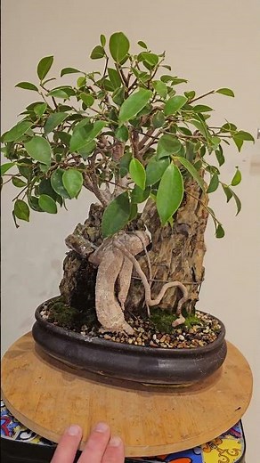 Ginseng Ficus bonsai update,first pruning after putting together