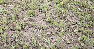 The Simple Guide To Top Dressing Your Lawn | Coolabah Turf