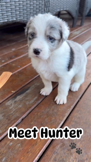 Meet Hunter 🐾 Born to Explore Eyes like compass points, heart full of wonder— Hunter doesn’t just arrive, he discovers. Every scent, every sound, every shadow is a mystery waiting to be mapped. He’s the first to wander, the last to tire, and always the one to lead with joy. Watch him grow. Watch him roam. #MeetHunter #BornToExplore #WatchMeGrow #BorderCollieBabies | Rollex Collies