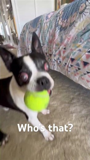Tucker the Boston Terrier playing The Who’s that, who’s here game. #Boston Terriers #Funny dogs