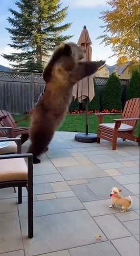 Giant Grizzly Bear vs. Grumpy Chihuahua: The ending will make you laugh until your abs hurt!