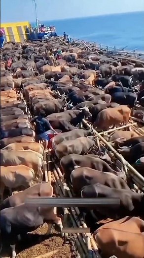 World’s Largest Cattle Carrier Ships – Luxury Transport for Livestock" #shorts #viral #reels #ship