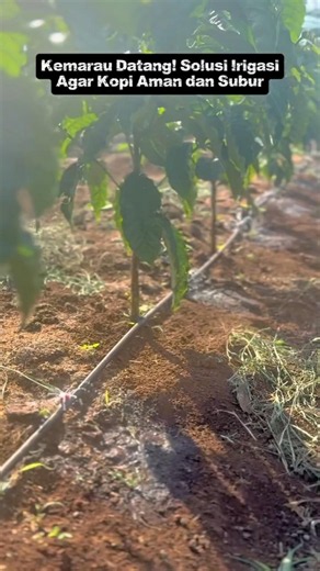 Drought Is Coming! Irrigation Solutions to Keep Coffee Safe and Thriving