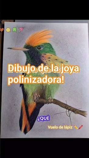 Dibujando la esencia de la vida: El Colibrí Coqueta