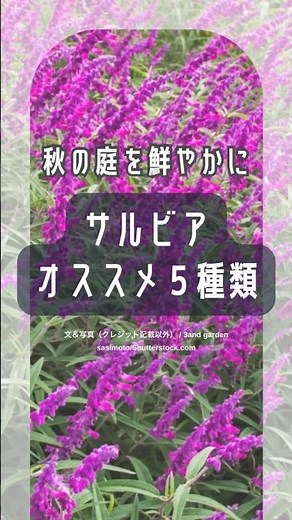 【秋の庭を鮮やかに】セージの仲間、サルビア！オススメの５種類！ #shorts #ガーデニング #園芸 #セルビア #セージ #秋