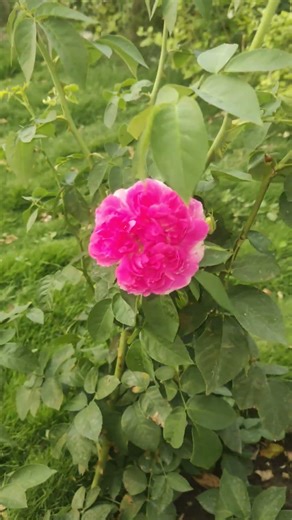 Beautiful Pink Rose Bloom in My Garden Nature Beauty #Shorts #flowers #nature #love #garden #rose