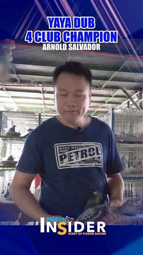 YAYA DUB - 4 Club Champion Disclaimer: No animals were harmed during the making of this video. Copyright ©️ 2025 Pigeon Insider. All Rights Reserved. #secretofpigeonracing #racingpigeons | Pigeon Insider