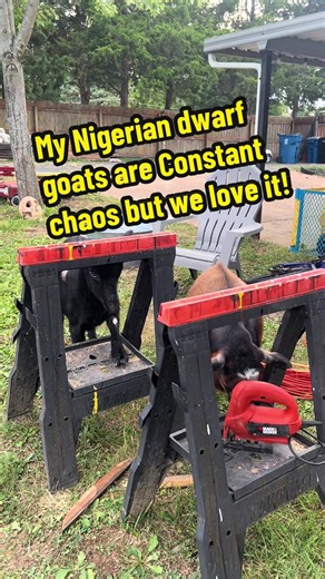 Nigerian Dwarf Goats: Embracing the Chaos
