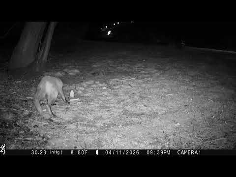 Red Fox vs Raccoon Feeding on the Lawn