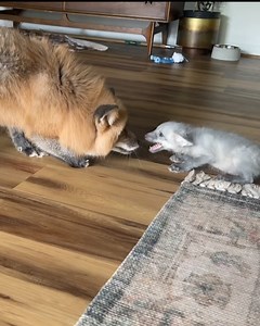 439K views · 10K reactions | Fig and Ferngully  | Juniper Fox | Facebook