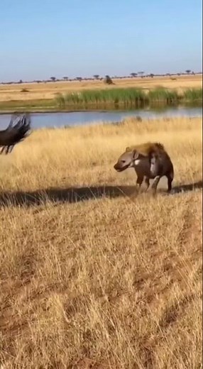 Horse Delivers Powerful Kick to Curious Hyena
