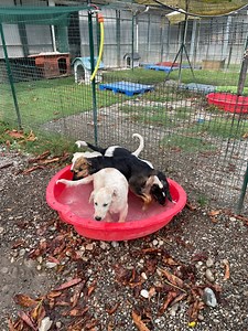 22K views · 378 reactions | NUOVI ARRIVI ❤️ 5 cuccioli meravigliosi...