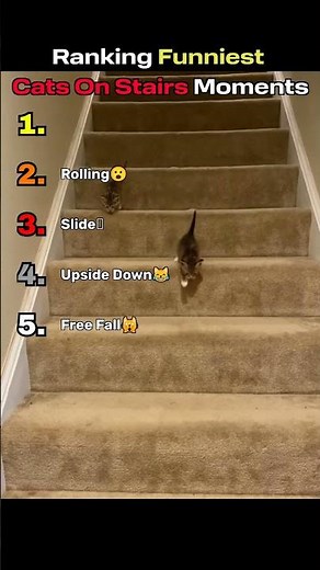 Ranking Funniest Cats on Stairs Moments 😹⬆️