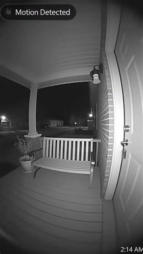 Look what my motion detector caught at night!