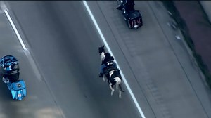 ‘Census Cowboy' Taken Into Custody After Riding Horse on Dan Ryan Expressway Amid Rush Hour Traffic