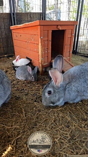 Rabbit cam: walking through the rabbitry