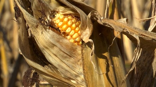 ‘It’s going to be a savior for us’: US Dept. of Agriculture reopening Tennessee field offices