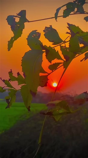 🌸sevim🌸 (@sevim_kayax) adlı kullanıcının orijinal ses - ROJA KURDÎ 🌿🌹🕊 ile oluşturduğu videoları