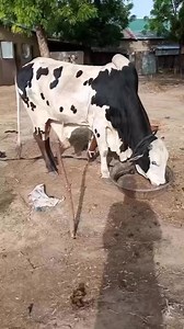 WHY YOU SHOULD INVEST IN A QUALITY BOKOLO COW FOR BREEDING AND FATTENING . A quality Bokolo cow is a game-changer for livestock farmers. Here’s why:✅ Superior Genetics: Bokolo cows are known for their resilience and adaptability, ensuring better breeding outcomes.✅ High Weight Gain Potential: Ideal for fattening programs, they produce high-quality meat and milk.✅ Durability: These cows thrive in diverse climates and farming systems, making them a valuable long-term investment.✅ Profitability: Th