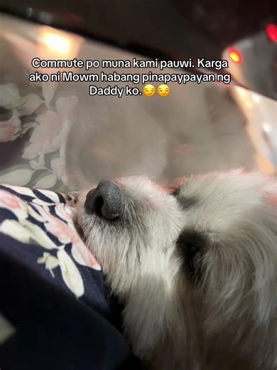 Spoiled na spoiled ako ng furpawents ko talaga #dogsofttiktok #funnydog #fyppppppppppppppppppppppp #shihtzu