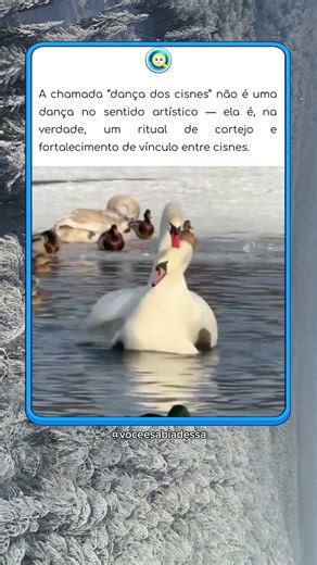 A dança dos cisnes #curiosidades