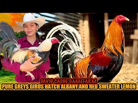 Pure Greys Giros Hatch Albany And Red Sweater Lemon ~ DAVID CACHE GAMEFARM